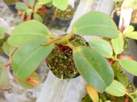 標本 RSA Atrichiana placida 18mm 商品一覧 - Y's Exotics （山田食虫植物農園）