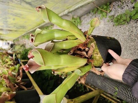 ヘリアンフォラ　Heliamphora 交配種 ヘリアンフォラ Heliamphora 交配種