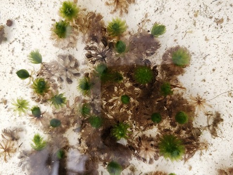 Y620 1H Aldrovanda vesiculosa：京都巨椋池系統