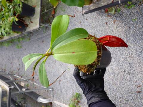 Y's Exotics （山田食虫植物農園）