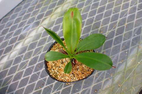 商品一覧 - Y's Exotics （山田食虫植物農園）