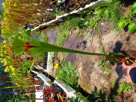 E261 S. flava var. rubricorpora [RCP1 x atropurpurea, Blodwak seedling] CK