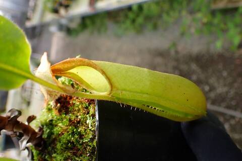 壺　実 Nepenthes（ネペンテス/ウツボカズラ）の商品一覧 | Y's Exotics