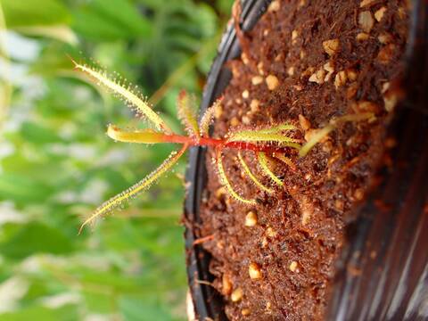 J154 5-2 D. hartmeyeorum Y's Lab