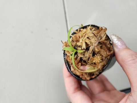 E136 1-2 N. arstolochioides [BCP ID# N375-03] BCP