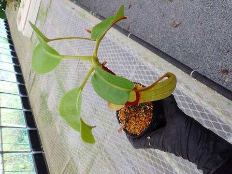 Y446 5-3 N. maxima-dark x truncata EP
