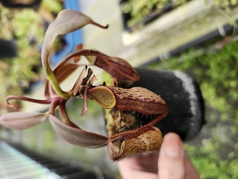 パプア産サンボンヅノカブト 70mm 商品一覧 - Y's Exotics （山田食虫植物農園）