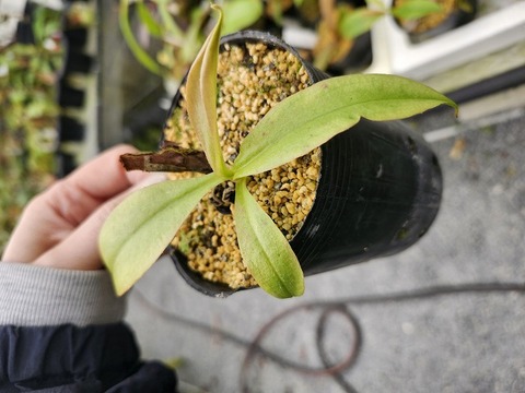 G713 5-3 N. mirabilis (mindanao) 山本