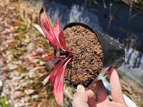 商品一覧 - Y's Exotics （山田食虫植物農園）