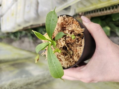 J608 1-4 N. lowii x macrophylla #NNN 