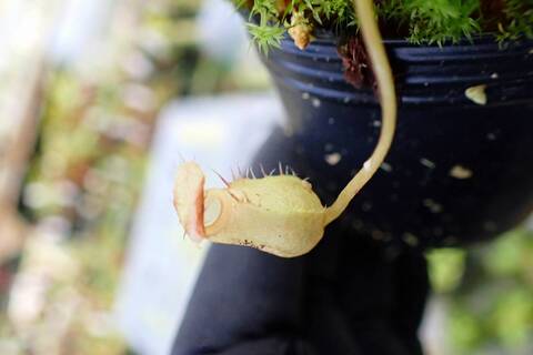 商品一覧 - Y's Exotics （山田食虫植物農園）