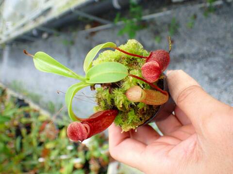 P155 5-1 N. ventricosa madja-as x rajah #NNN