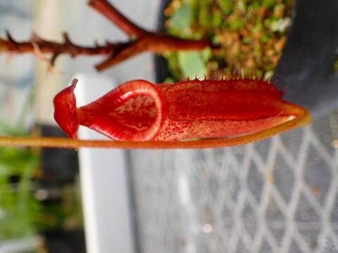 商品一覧 - Y's Exotics （山田食虫植物農園）