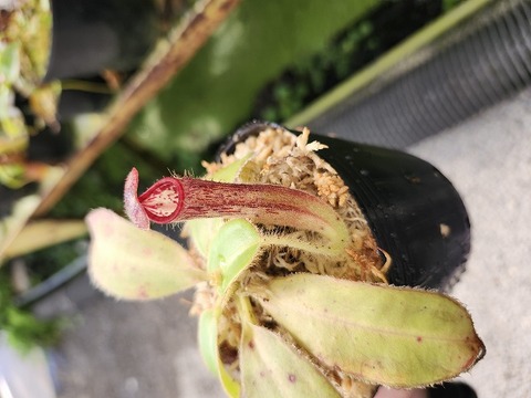 Nepenthes（ネペンテス/ウツボカズラ）の商品一覧 | Y's Exotics