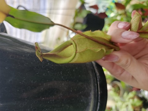 商品一覧 - Y's Exotics （山田食虫植物農園）