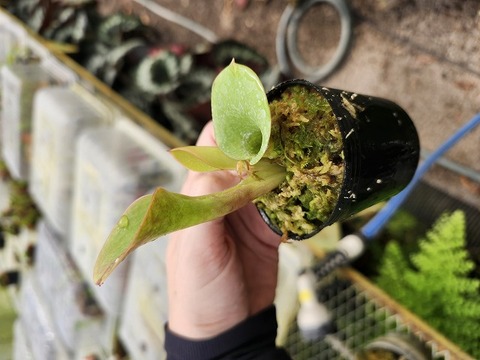 Y581 1-1 H. minor var. pilosa (Auyan) clone2 AW