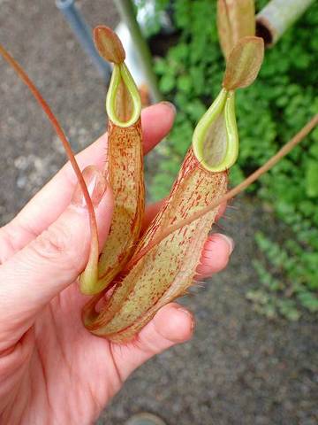 Nepenthes（ネペンテス/ウツボカズラ）の商品一覧 | Y's Exotics （山田食虫植物農園）