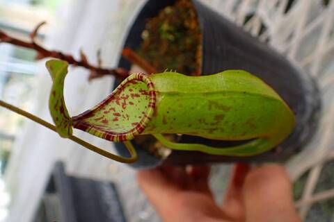 ネペンテス七種セット(宅急便発送) Nepenthes（ネペンテス/ウツボカズラ）の商品一覧 | Y's Exotics