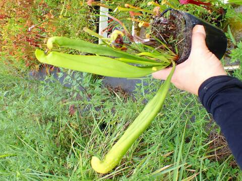 P238 S. minor var. viridescens, seedgrown CK