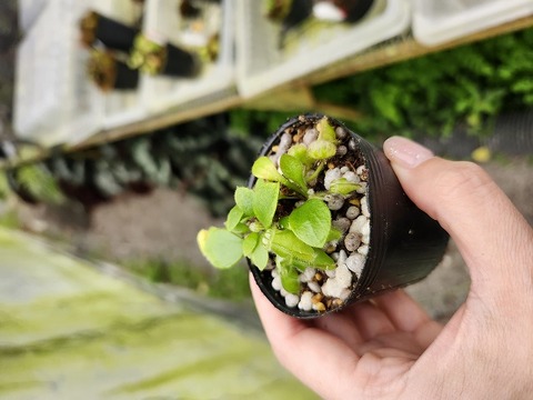 E594 1-1 Cephalotus follicularis `Big Boy' Cedric