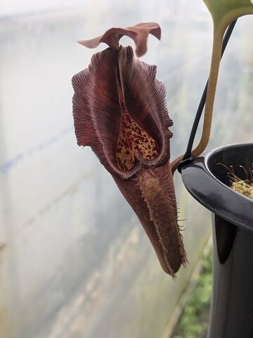 Nepenthes（ネペンテス/ウツボカズラ）の商品一覧 | Y's Exotics （山田食虫植物農園）