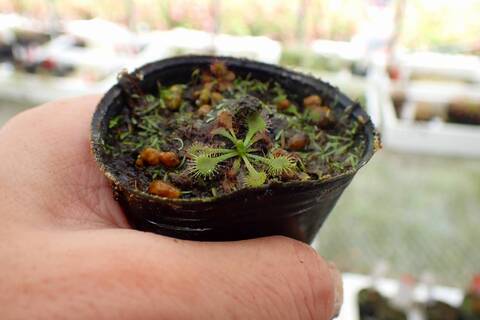 商品一覧 - Y's Exotics （山田食虫植物農園）