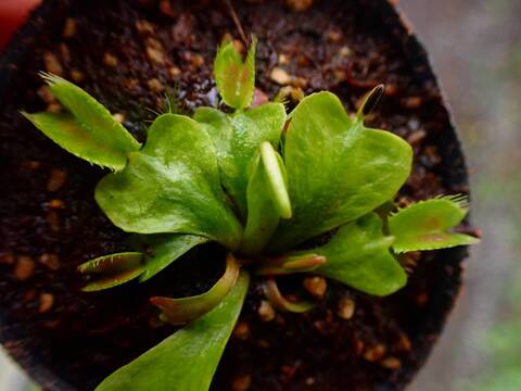 R453 4-1 Dionaea muscipula 鈴木系 実生
