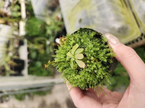 P908 1-4 D. hamiltonii 大彰園