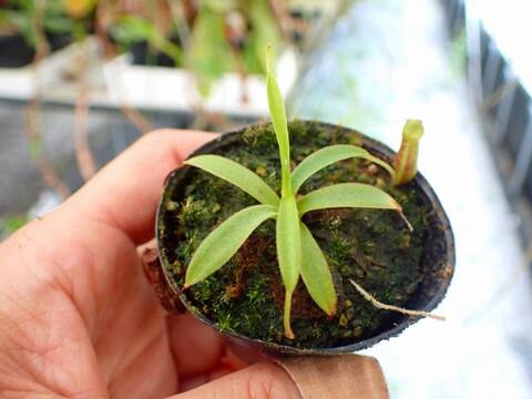 R451 5-1 [YA-14]  N. sp. aff. bongso (from G. Gadut, seed-grown) Y's Lab