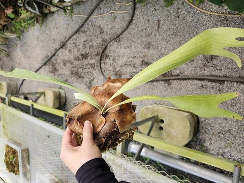 商品一覧 - Y's Exotics （山田食虫植物農園）