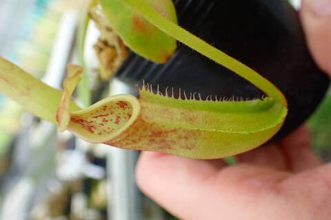 Nepenthes（ネペンテス/ウツボカズラ）の商品一覧 | Y's Exotics