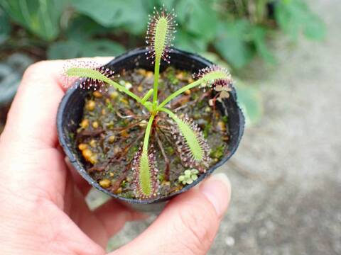 Y771 3-1 D. capensis `Crested' Nature