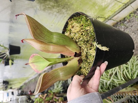 G899 1-1 H. folliculata K, x minor var. pilosa AW