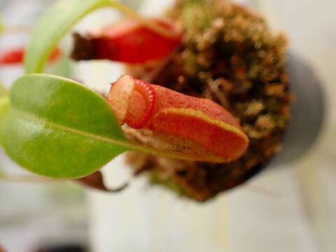 商品一覧 - Y's Exotics （山田食虫植物農園）