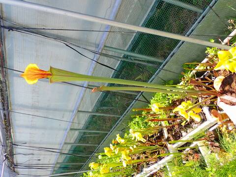 P576 S. flava var. cuprea, Exum, North Caroliana, W, Clone 1 (F131A) MK