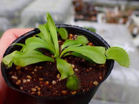 Y788 3-2 Dionaea muscipula B52 Y's Lab