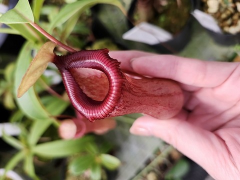 商品一覧 - Y's Exotics （山田食虫植物農園）