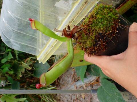 P861 1-1 H. purpureascens {Ptari Tepui, Venezuela} [BCP ID# H036]