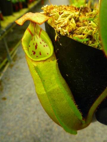 Nepenthes（ネペンテス/ウツボカズラ）の商品一覧 | Y's Exotics （山田食虫植物農園）