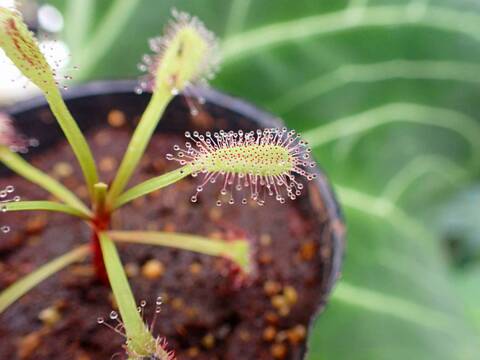 R224 3-1 D. capensis `Bains Kloof Pass' RSA DW