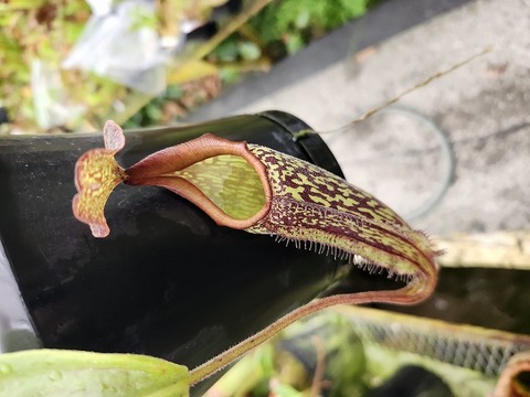 商品一覧 - Y's Exotics （山田食虫植物農園）