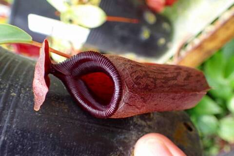 Nepenthes tenuis ネペンテス ウツボカツラ　食虫植物 Nepenthes tenuis