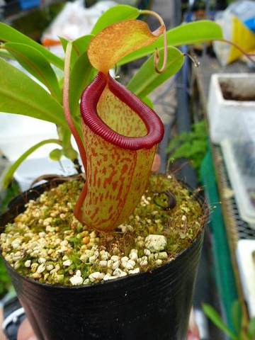 Nepenthes（ネペンテス/ウツボカズラ）の商品一覧 | Y's Exotics （山田食虫植物農園）