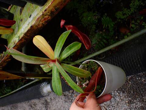 G078 1-2 N. sanguinea