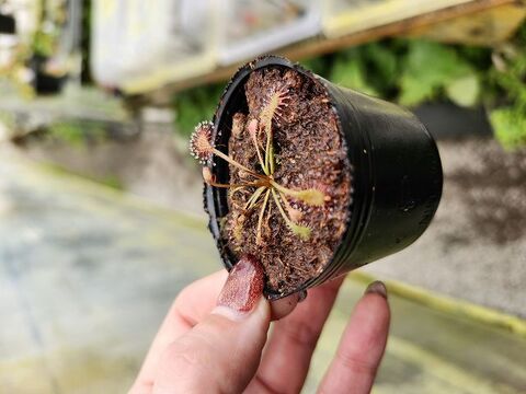 tarou　3種　ガメラG2 2種とドロセラ　種子30個 tarou 3種 ガメラG2 2種とドロセラ 種子30個 tarou様 専用 3