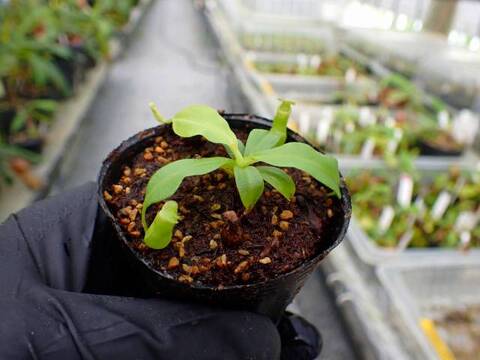 Y's Lab – Deflasked Plants（培養瓶出し苗）の商品一覧 | Y's Exotics