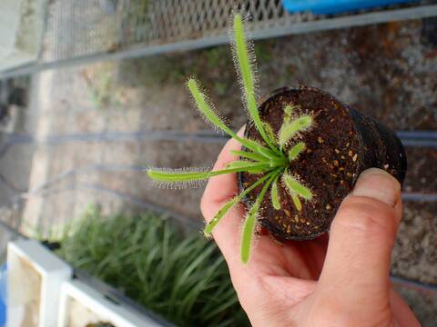 P377 4-1 Drosera ラベル落ち