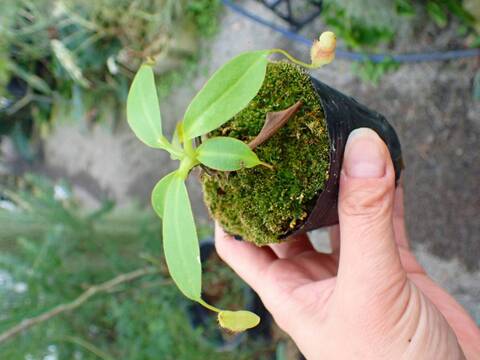 商品一覧 - Y's Exotics （山田食虫植物農園）