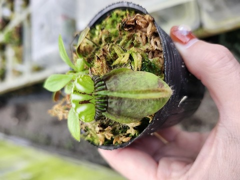 Y's Exotics （山田食虫植物農園）