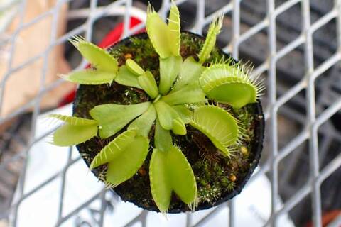 Dionaea muscipula（ディオネア/ハエトリソウ）の商品一覧